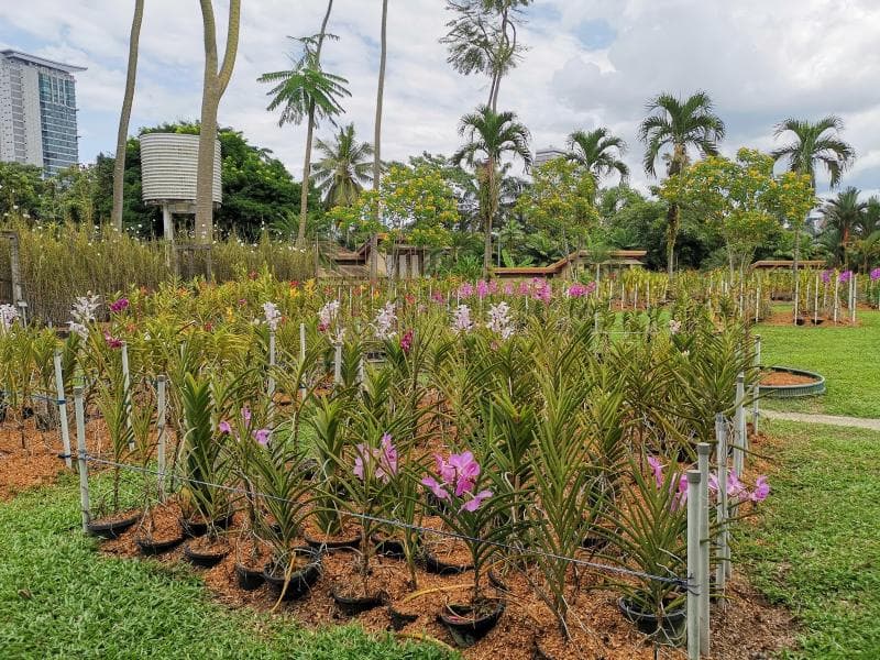 Orchid Garden
