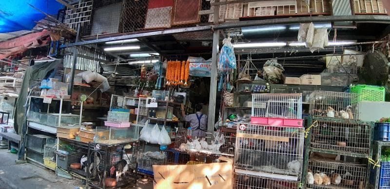 Pet Section