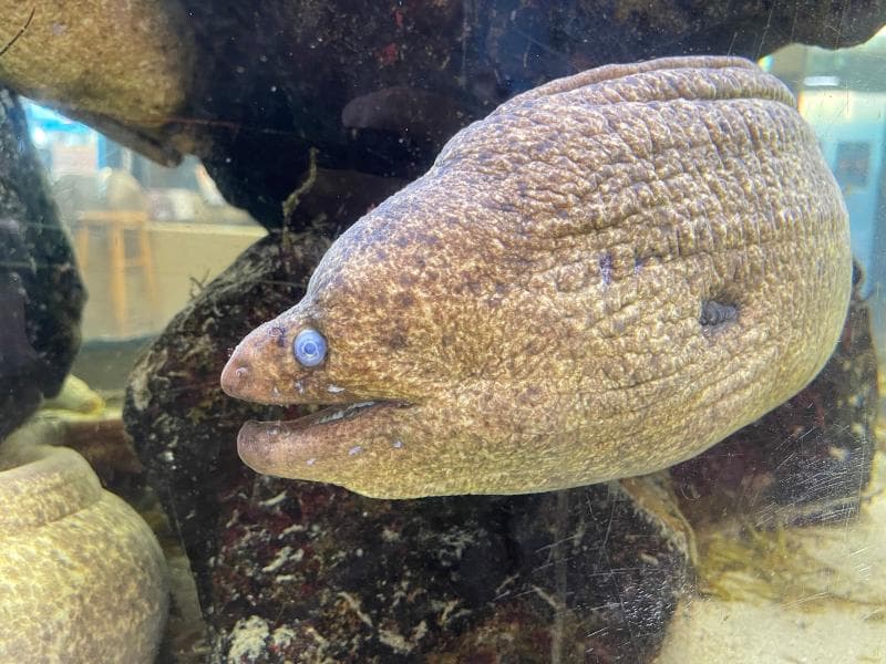 Pier Aquarium
