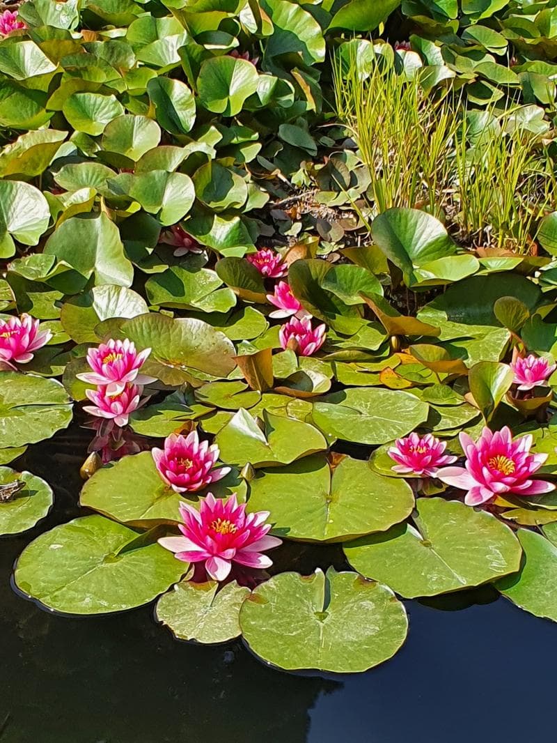 Ponds