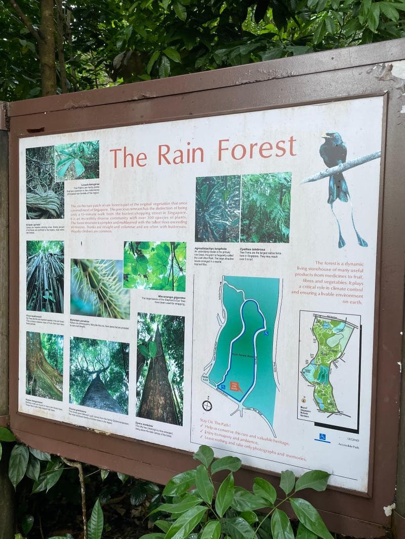 Rainforest Trail