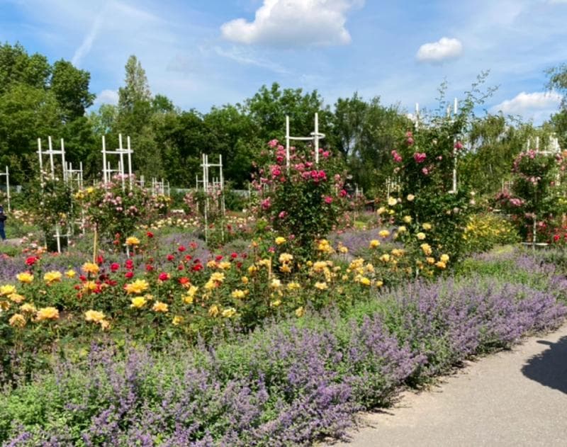 Rose Garden