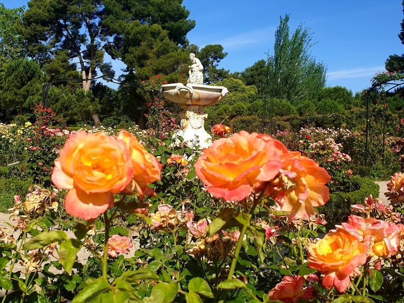 Rose Garden