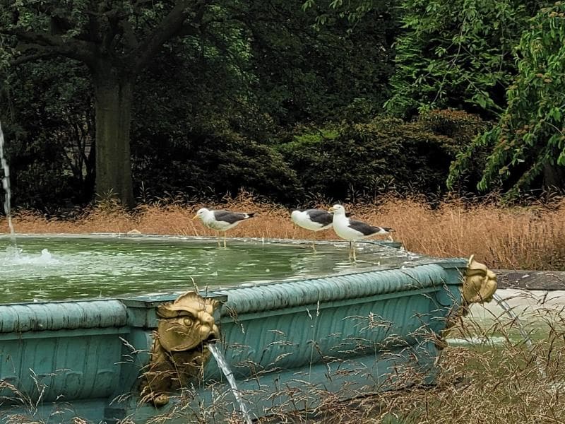 Ross Fountain