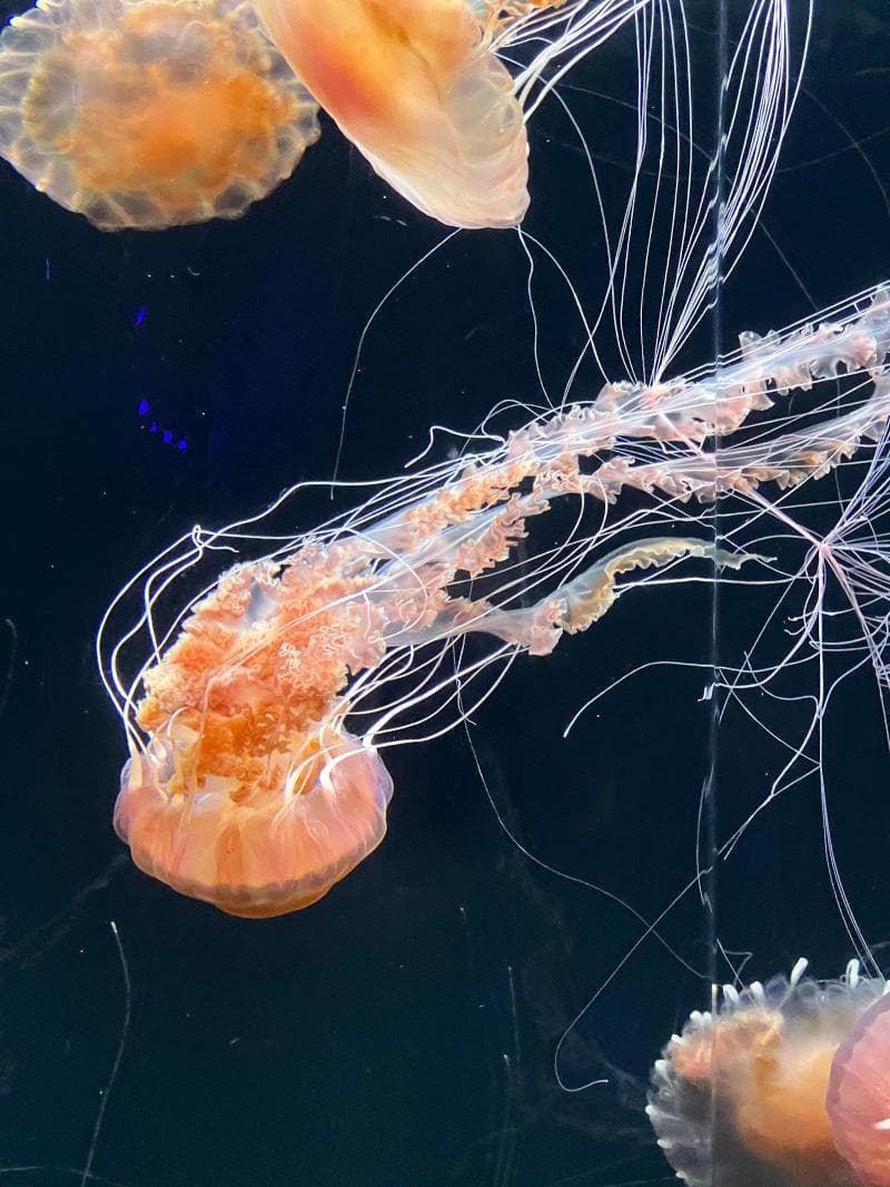 S.E.A. Aquarium