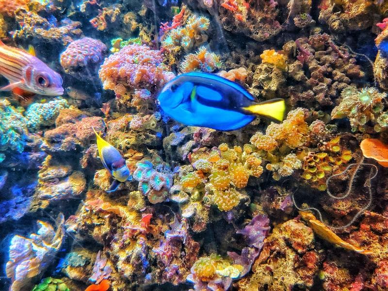 Sea Life Aquarium