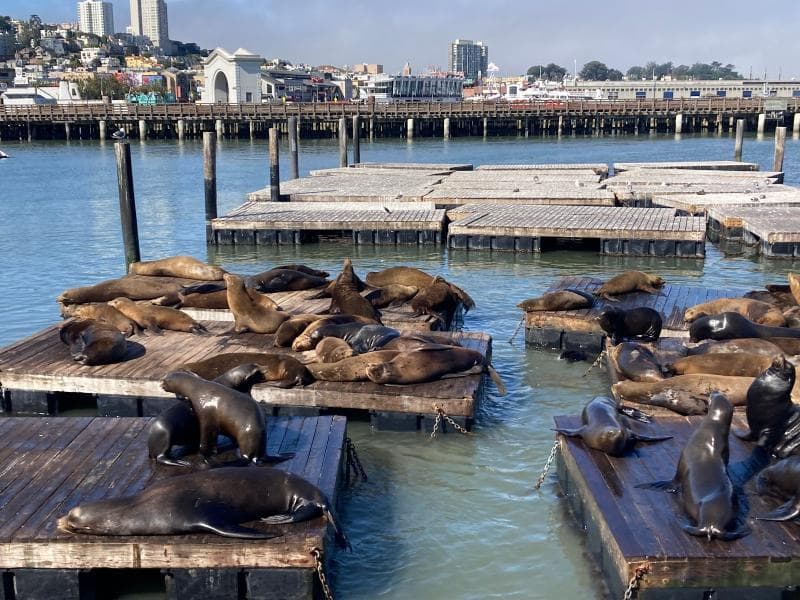 Sea Lion Colony