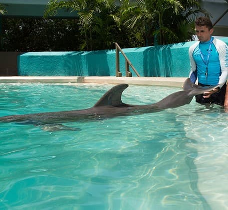 Sea Lion Show Arena