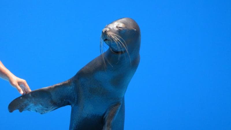 Sea Lion Show