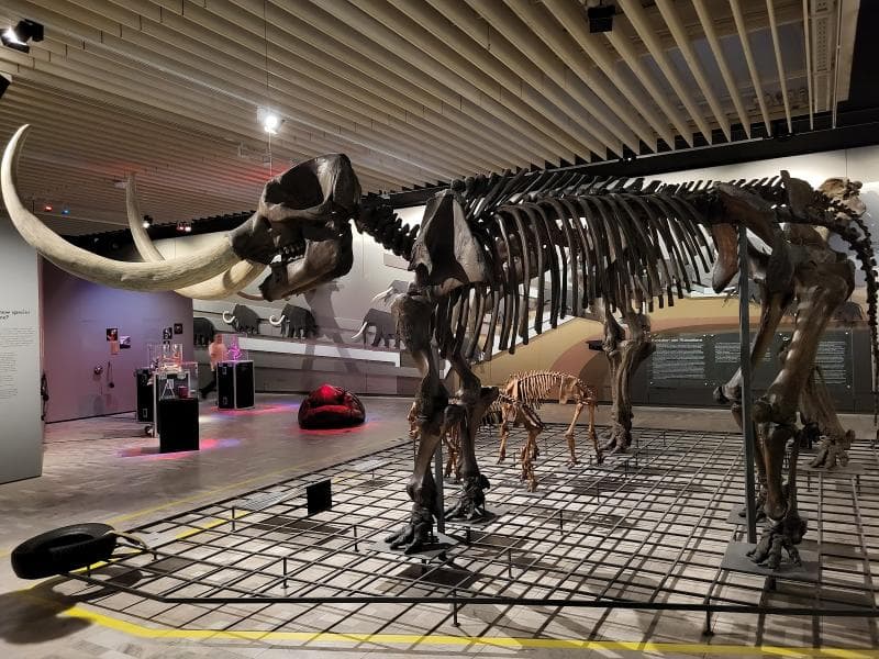 Senckenberg Natural History Museum