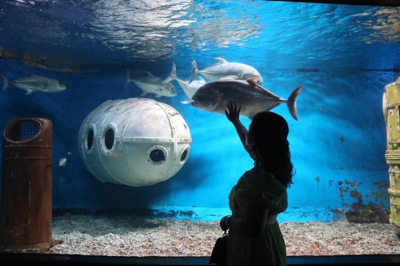 Shark And Ray Encounter
