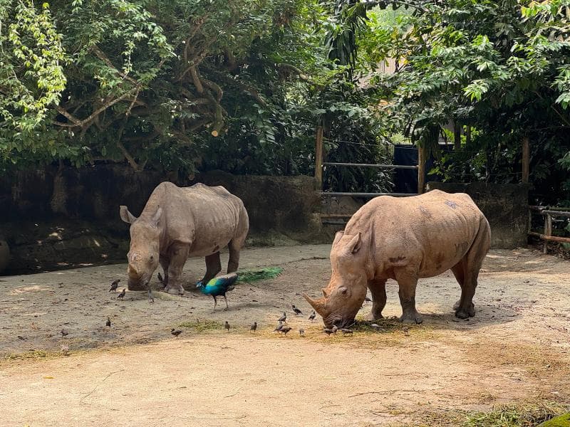 Singapore Zoo