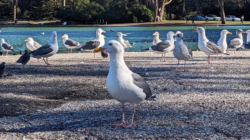 Spreckels Lake