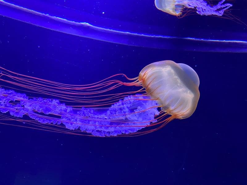 Sumida Aquarium