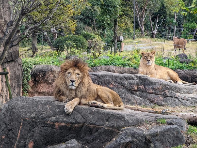 Tennoji Zoo