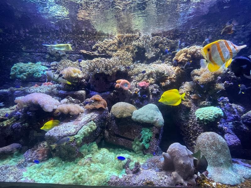 The Lost Chambers Aquarium