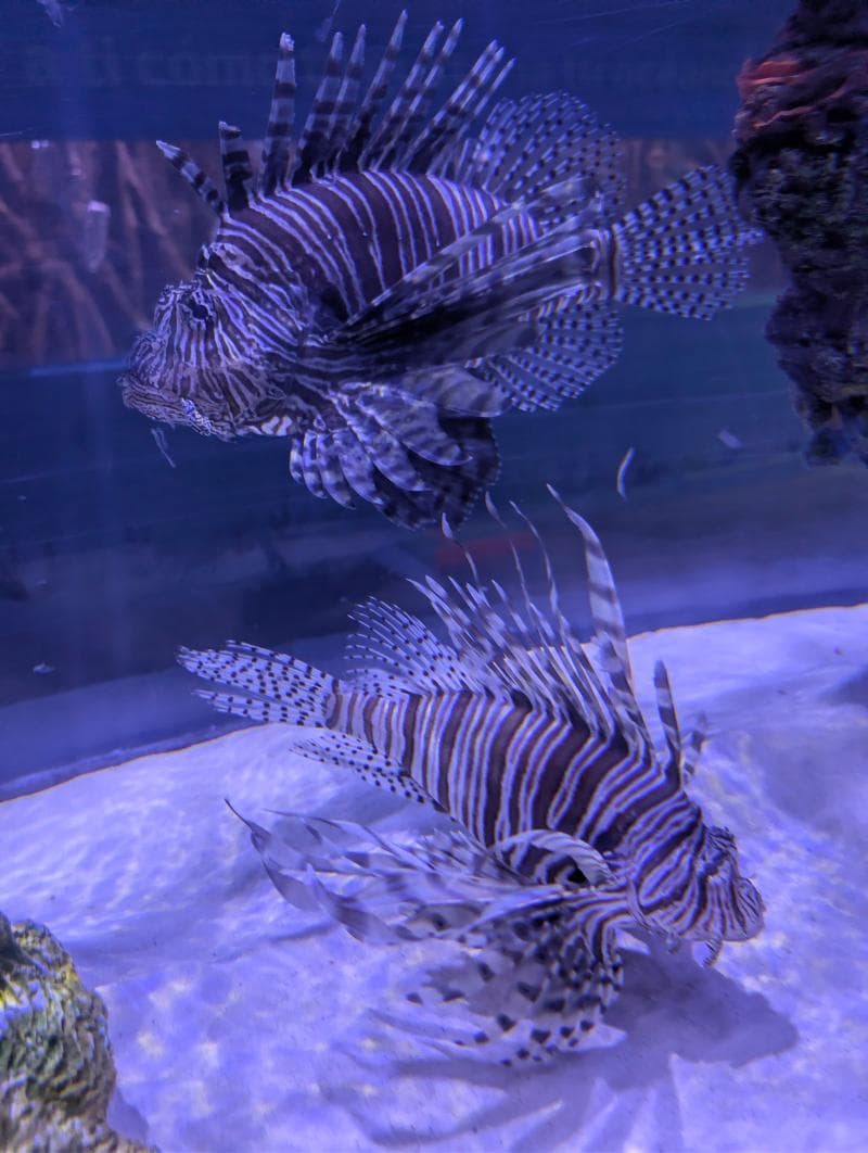 Touch Tank Experience