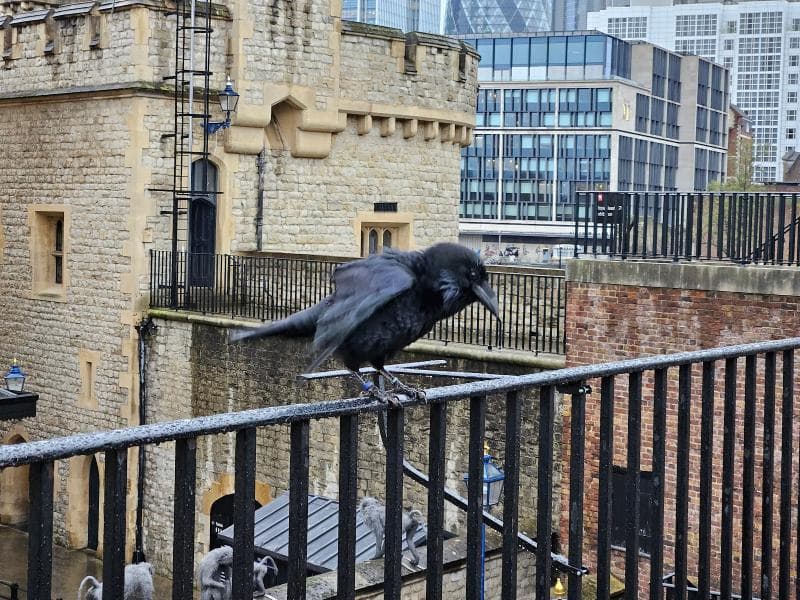 Tower Ravens