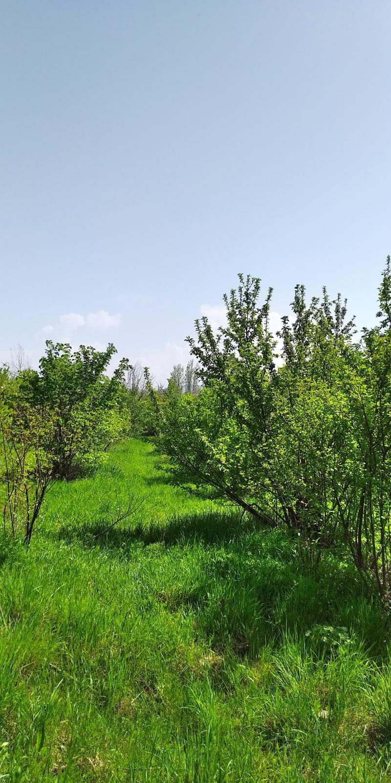 Tree Collections