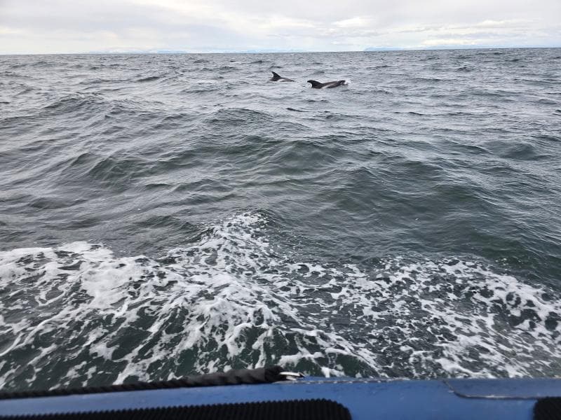 Whale Watching Docks