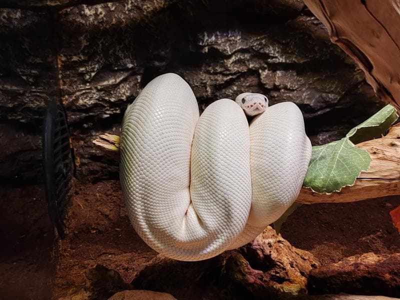 WildPark Reptile House