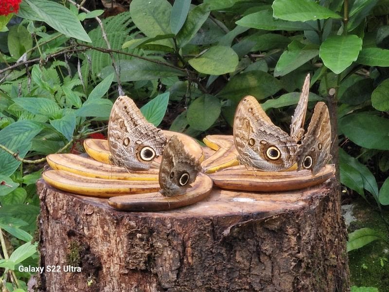 Wings Of The Tropics