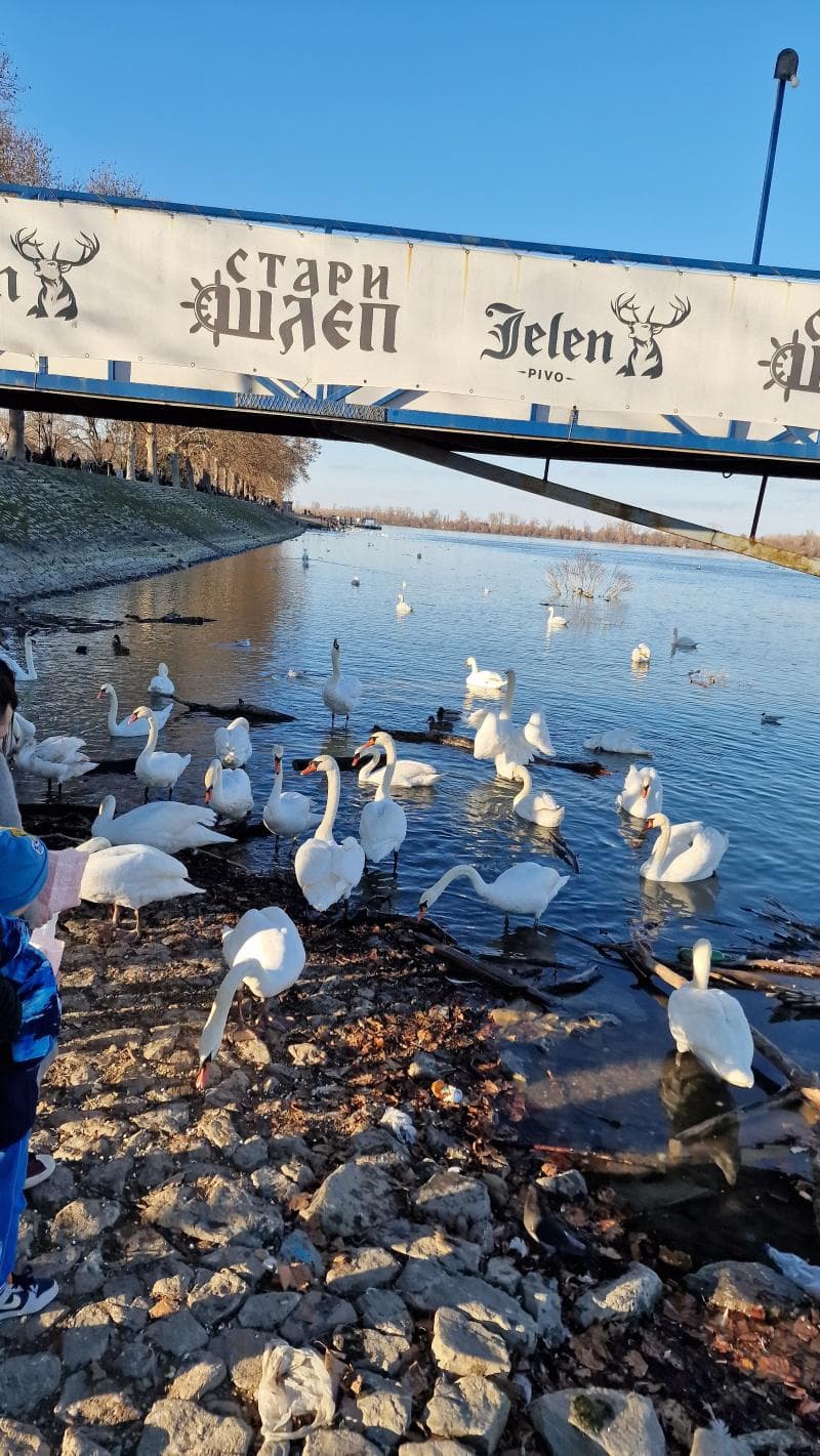 Zemun Quay